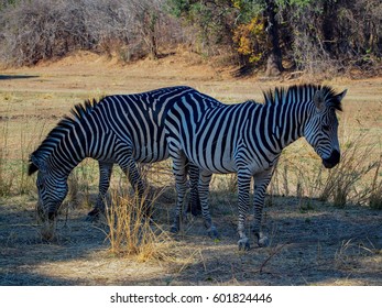 Safari In South Luangwa Valley ,Zambia