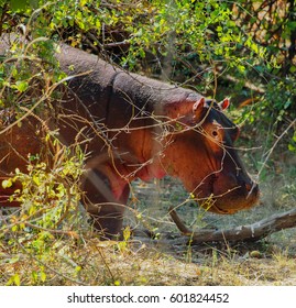 Safari In South Luangwa Valley ,Zambia