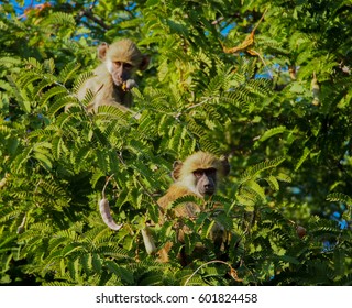 Safari In South Luangwa Valley ,Zambia