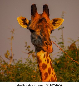 Safari In South Luangwa Valley ,Zambia