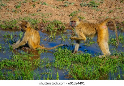 Safari In South Luangwa Valley ,Zambia