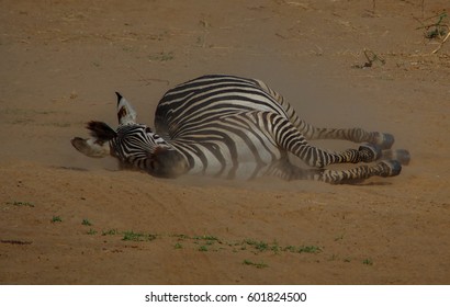 Safari In South Luangwa Valley ,Zambia