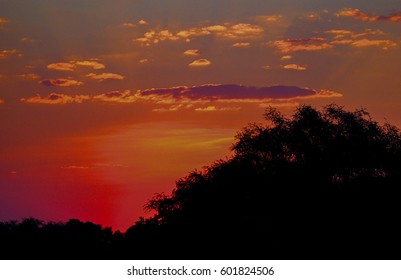 Safari In South Luangwa Valley ,Zambia