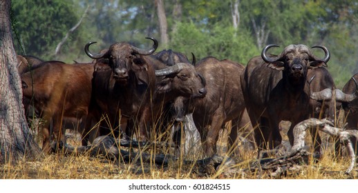 Safari In South Luangwa Valley ,Zambia