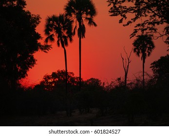 Safari In South Luangwa Valley ,Zambia