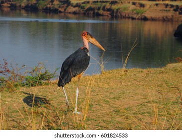 Safari In South Luangwa Valley ,Zambia