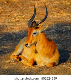 Safari In South Luangwa Valley ,Zambia