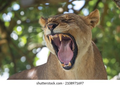Safari Tansania Africa - female lion roar - Serengeti-Nationalpark - Powered by Shutterstock