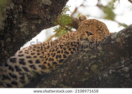Safari Tansania Africa - sleepy leopard - Serengeti-Nationalpark
