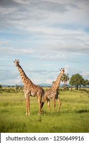 Safari In Tanzania