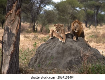 Safari Tanzania. Tarangire National Park