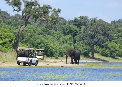 Safari Truck In Front Of An Elephant, From A Boat In Chobe National Park, During The Noon On A Sunny Day, During The Wet Season, Botswana, Africa