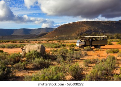 Safari Truck And Wildlife Rhino In Western Cape South Africa