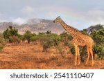 Safari in Tsavo East, Tsavo West, Amboseli and Masai Mara National Park (Kenya) - Wild Animals