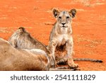 Safari in Tsavo East, Tsavo West, Amboseli and Masai Mara National Park (Kenya) - Wild Animals