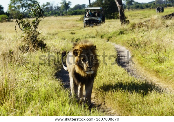 Safari vehicle in slow pursuit of a\
handsome male lion, walking slowly along a trail.\
