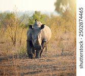 Safari, walking and rhino in natural habitat for survival, eating grass and species for conservation. Wildlife, solitary animal and herbivore in countryside, indigenous horn and target for poaching