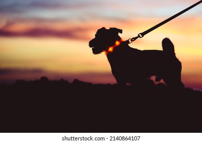 Safe Evening Or Night Walk With Pet Concept. Silhouette Of Dog On Leash Wearing LED-light Collar Against Beautiful Sunset Sky