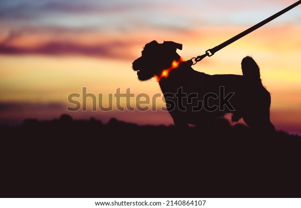 Safe evening or night walk with pet concept.\
Silhouette of dog on leash wearing LED-light collar against\
beautiful sunset sky