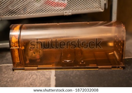 Safe and humane solution for dealing with unwanted mice or mouse