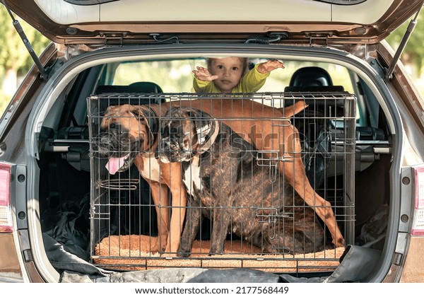 safe travel by car with large dogs\
in a specialized equipped cage and children in a car\
seat