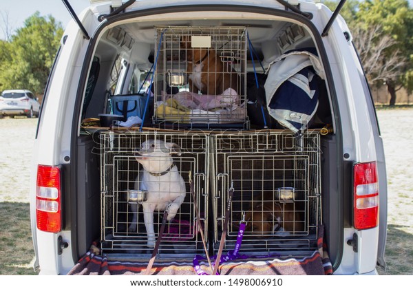 Safe travel with dogs - dogs in\
their transport cages in a car boot prepared for safe\
travel