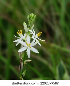28 imágenes de Chlorophytum borivilianum flower - Imágenes, fotos y  vectores de stock | Shutterstock