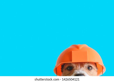 Safety, construction, DIY concept - cute dog in hard hat on color background