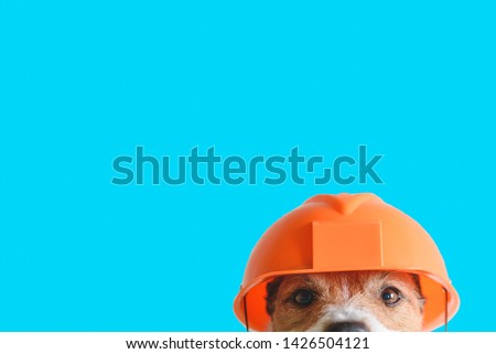 Similar – Image, Stock Photo On the dog come hodgepodge