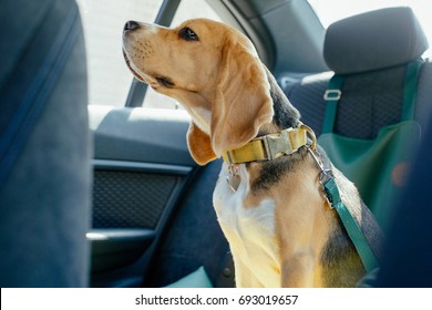 Safety of dogs in the car 