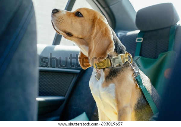 dogs in car safety