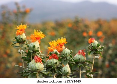 Safflower In The Farm