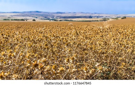 Safflower Field In Autumn