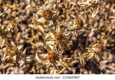 Safflower Field In Autumn