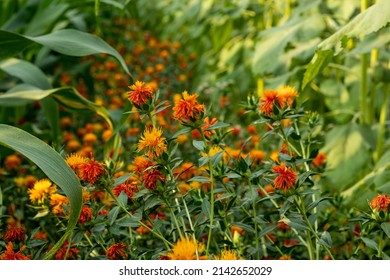 Safflower Oil Contains Healthful Fats Called Unsaturated Fatty Acids