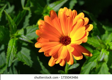 Saffron Color Hd Stock Images Shutterstock