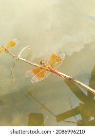 Saffron Coloured Dragon Fly In Water Side Looks Gorgeous Yellow Wings Dragon Fly