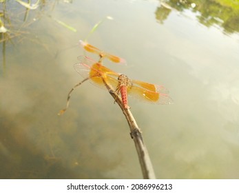 Saffron Coloured Dragon Fly In Water Side Looks Gorgeous Yellow Wings Dragon Fly