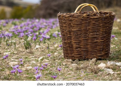 Saffron Crocus Harvest, Collection. Wicker Basket In A Crocus Sativus Field, Purple Delicate Flowers And Rocky Ground Background. 