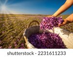 Saffron Crocus harvest scene. Woman hand dropping purple petals  into a wicker basket, Crocus sativus flowers collection season, closeup view. Selective  focus. Kozani in northern Greece