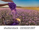 Saffron Crocus harvest scene. Woman hand dropping purple petals  into a wicker basket, Crocus sativus flowers collection season, closeup view. Selective  focus. Kozani in northern Greece