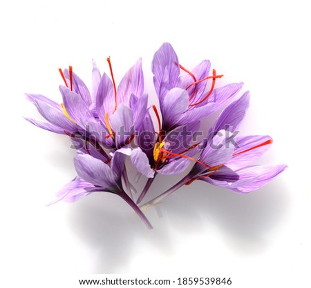 Saffron crocus has three red saffron fawns in the flower which are among the most expensive spices
