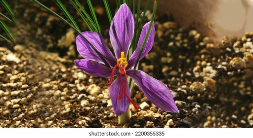 A Saffron (Crocus Sativus) Flower