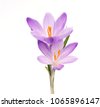 saffron plant