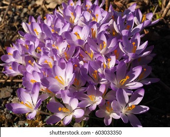 Saffron, Crocus Spring Flower 