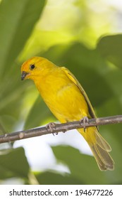 Saffron Finch