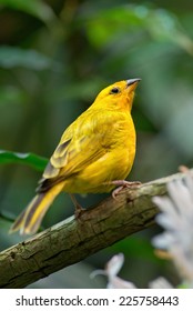 Saffron Finch