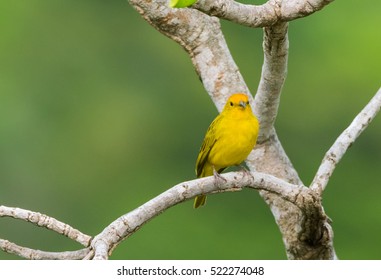 Saffron Finch