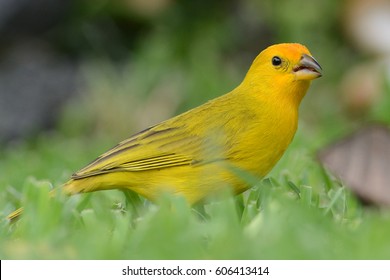 Saffron Finch