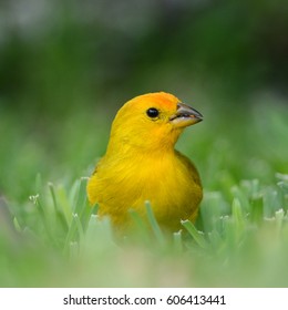 Saffron Finch